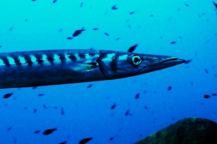 Barracuda