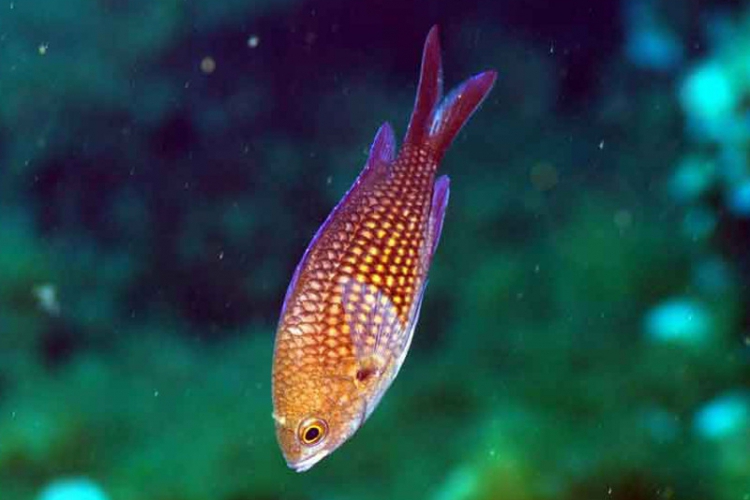 Chromis kasztanowy