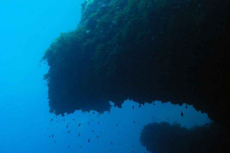 Chromis kasztanowy