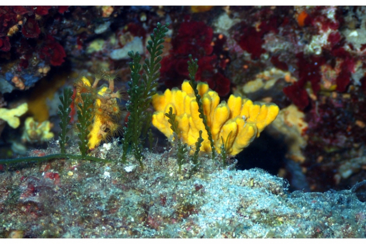 Przykład gąbek rozgałęzionych: Axinella verrucosa