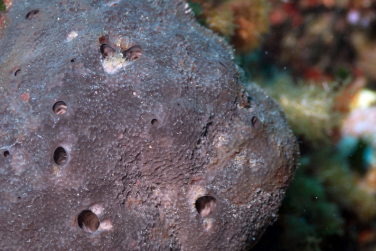 Przykład gąbek zwartych: Chondrosia reniformis