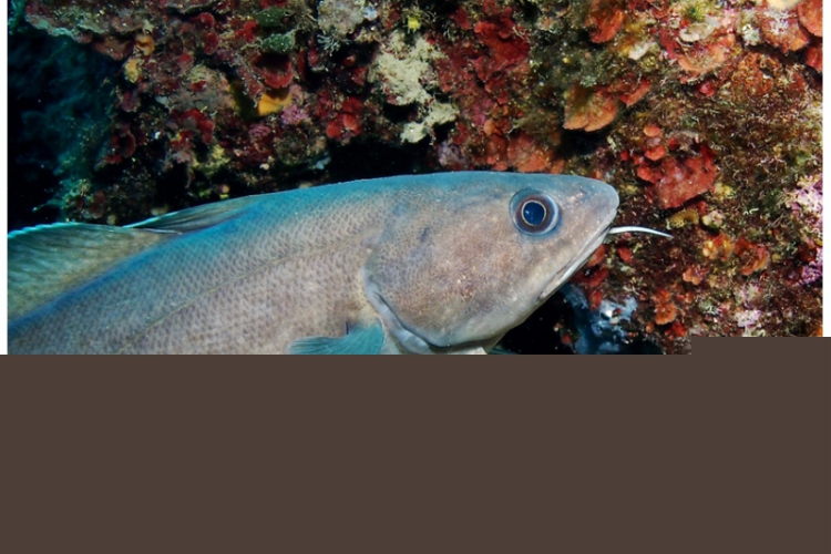Phycis phycis