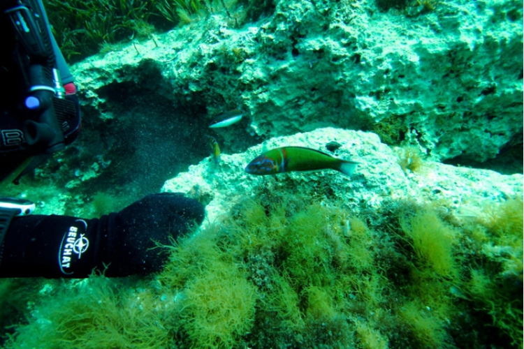 Talasoma pawia
