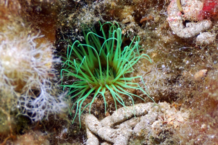 Anemonia viridis