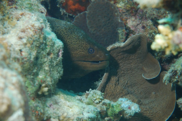 Murena - Marsa Alam