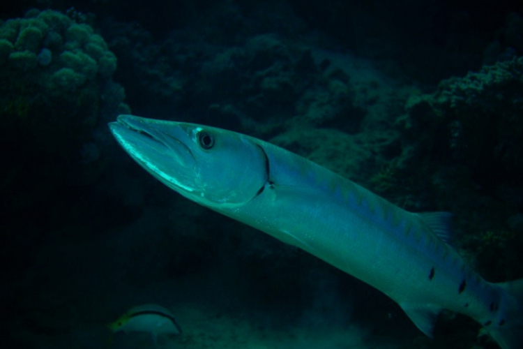 Barracuda