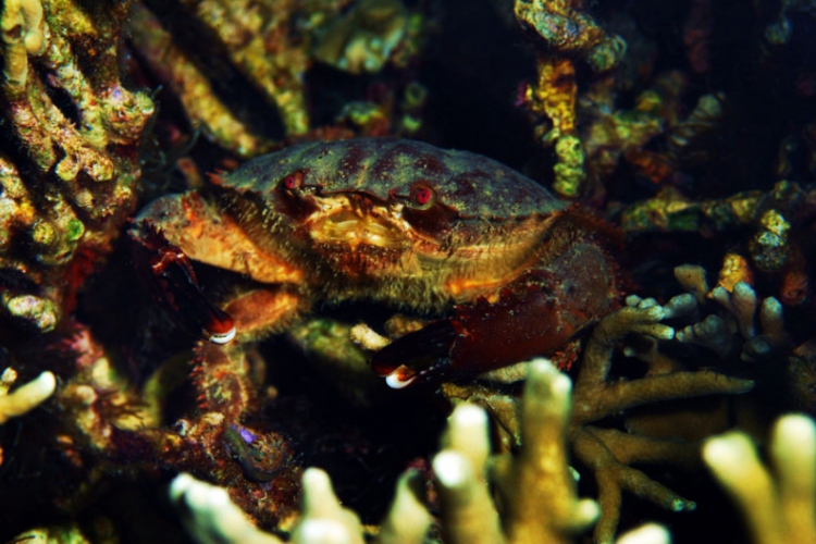 Krab