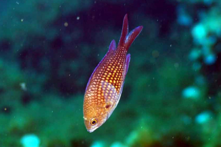 Chromis kasztanowy