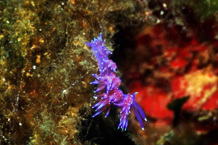 Flabellina affinis