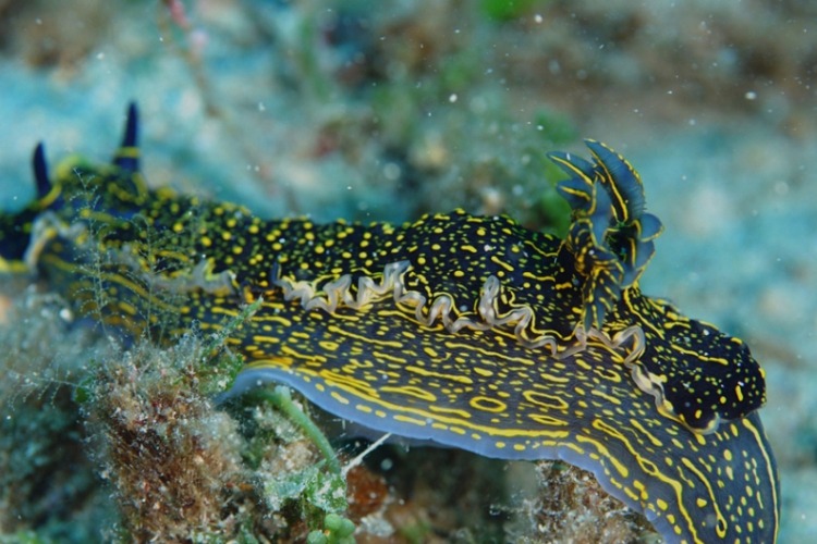 Hypselodoris picta