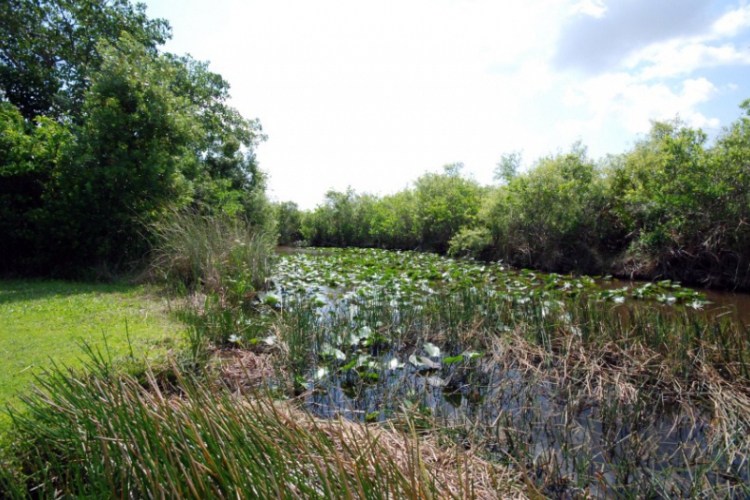 Everglades