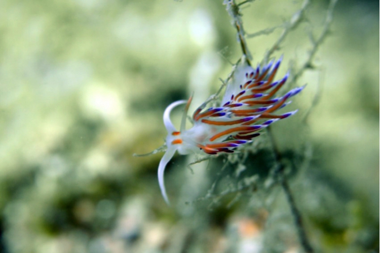 Cratena Peregrina