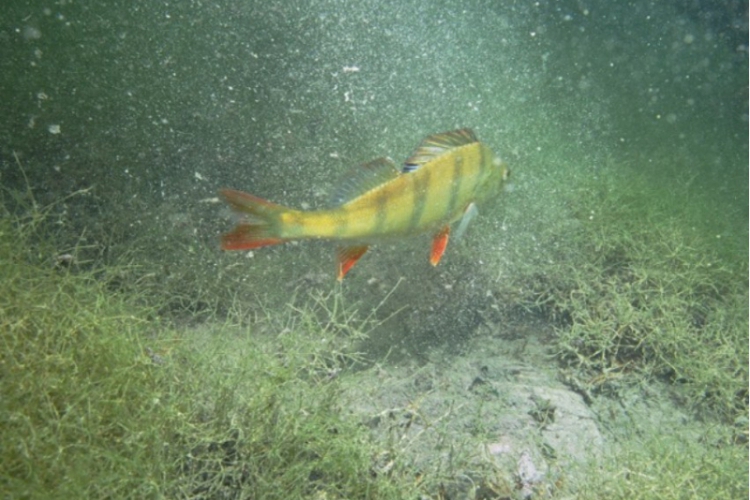 Opolski Eco Diving