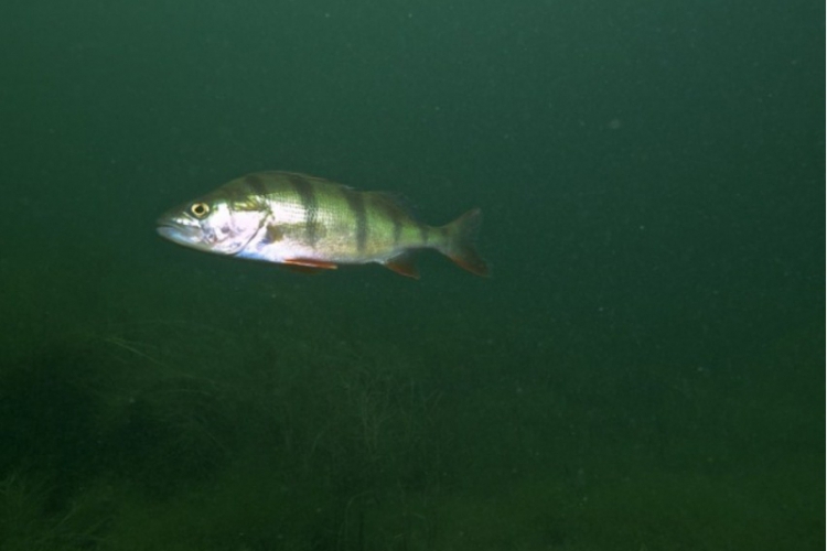 Opolski Eco Diving