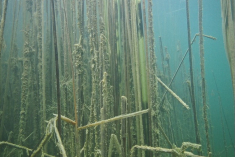 Opolski Eco Diving