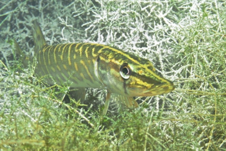 Opolski Eco Diving