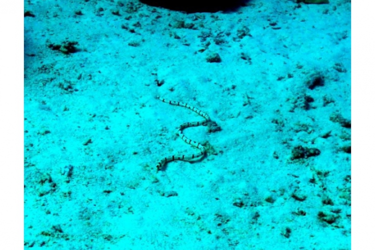 Wąż morski spokojnie lezy na dnie