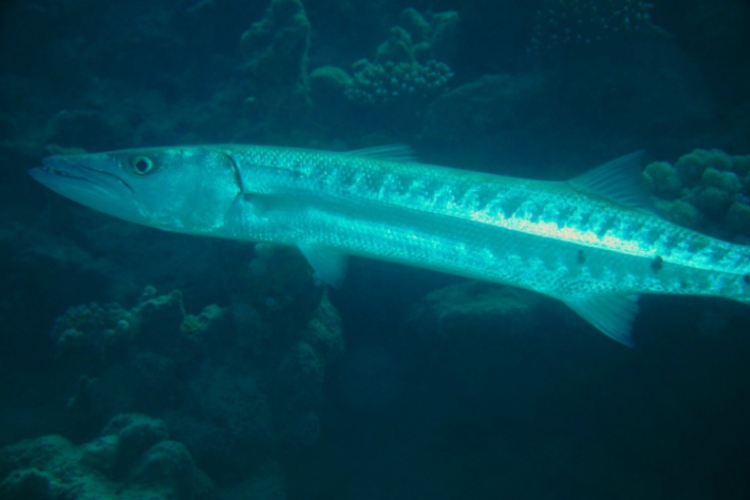 Spora, 1,5 metrowa Barracuda