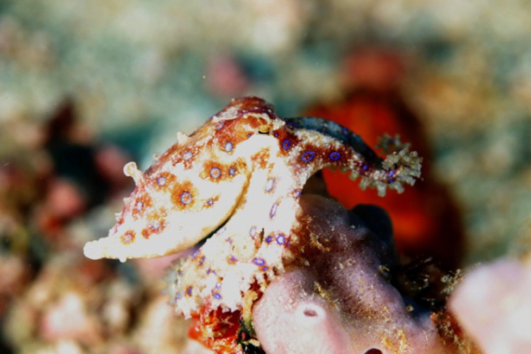 Blue ring octopus