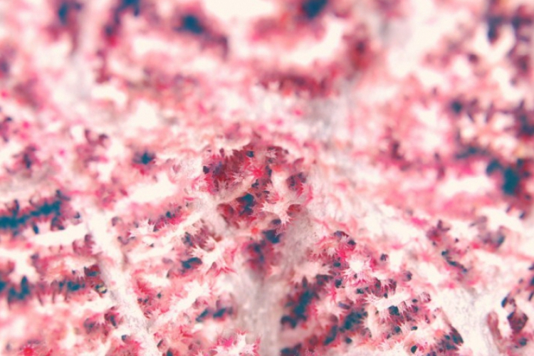 Różowy koralowiec
