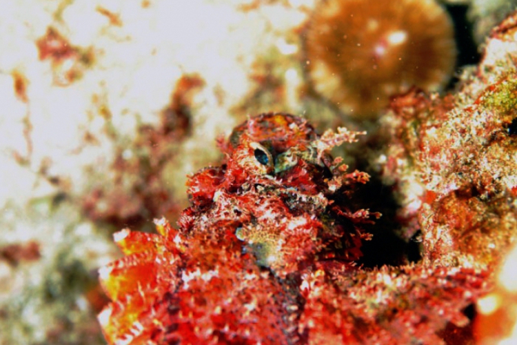 Łeb Scorpionfish