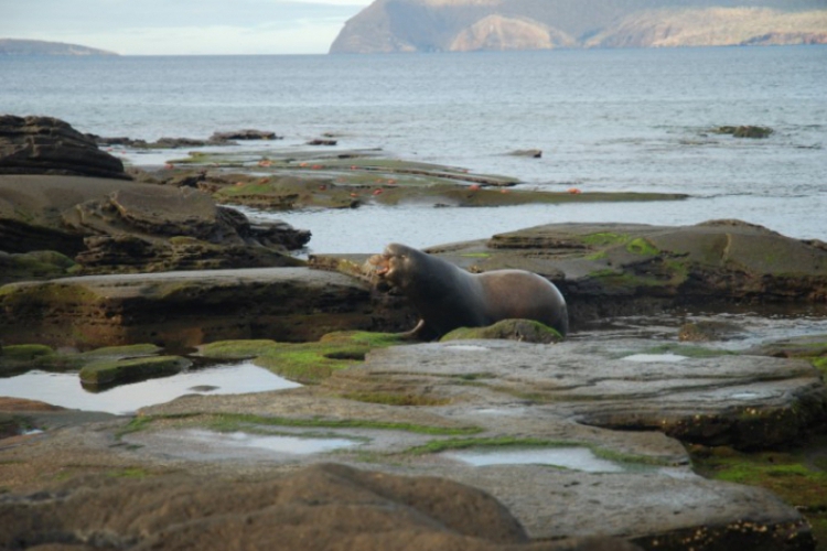 Wybrzeże wyspy Galapagos