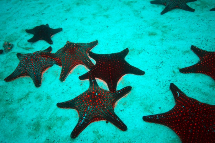 Panamic Sea Star