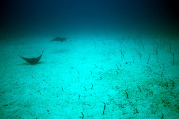 Galapagos Garden Eel i Spotted Eagre Ray- Ogrody węgorzy i Orlenie