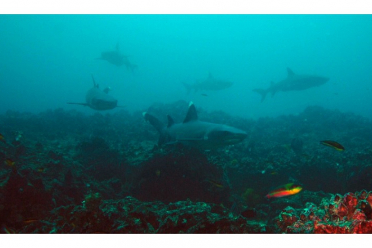 Whitetip reef shark - Triaenodon