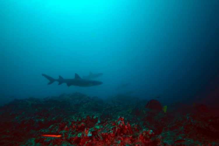 Whitetip reef shark - Triaenodon