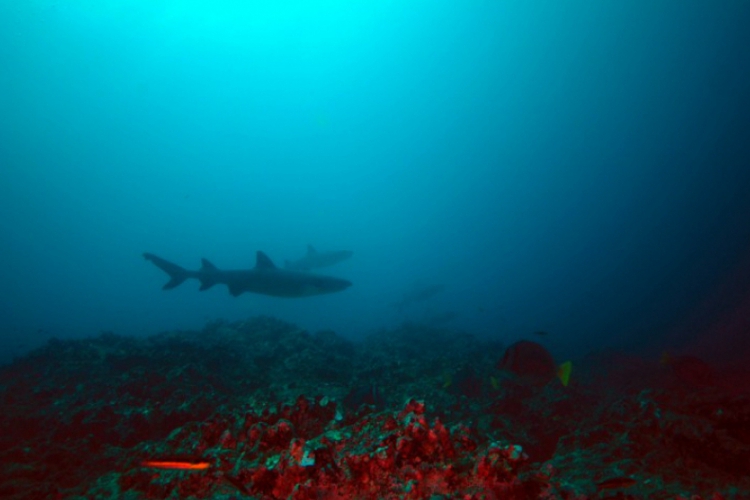 Whitetip reef shark - Triaenodon