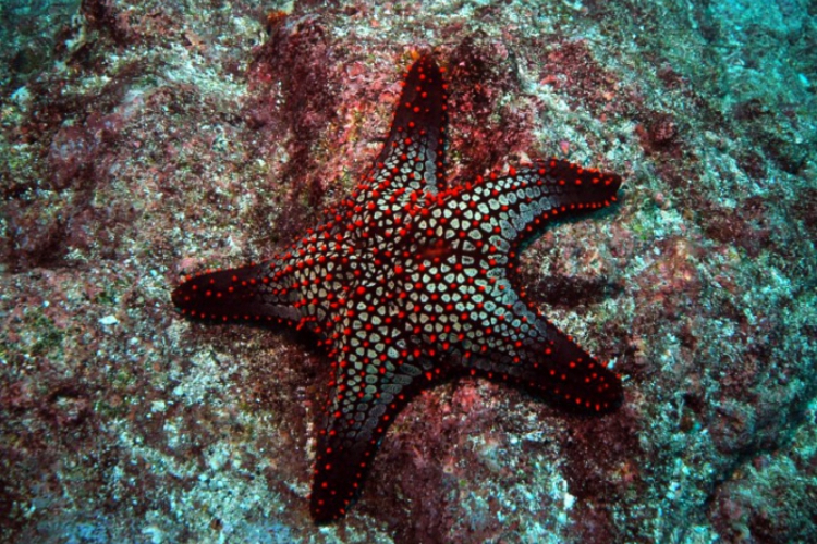 Panamic Sea Star