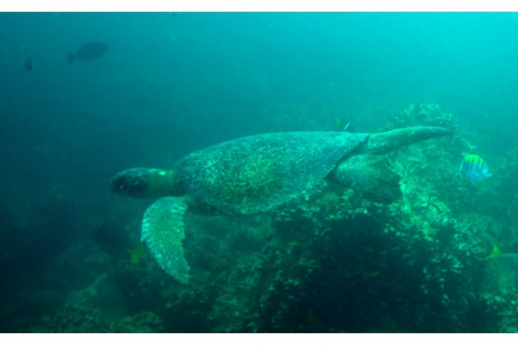 Hawksbill sea turtle - żółw