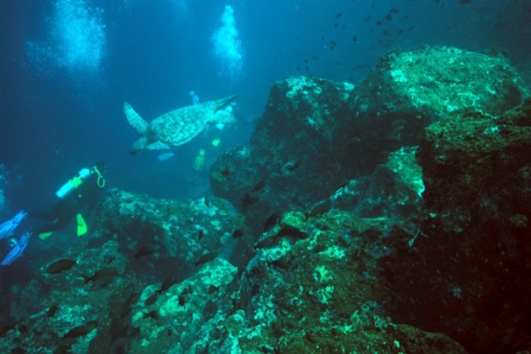 Green sea turtle- żółw morski