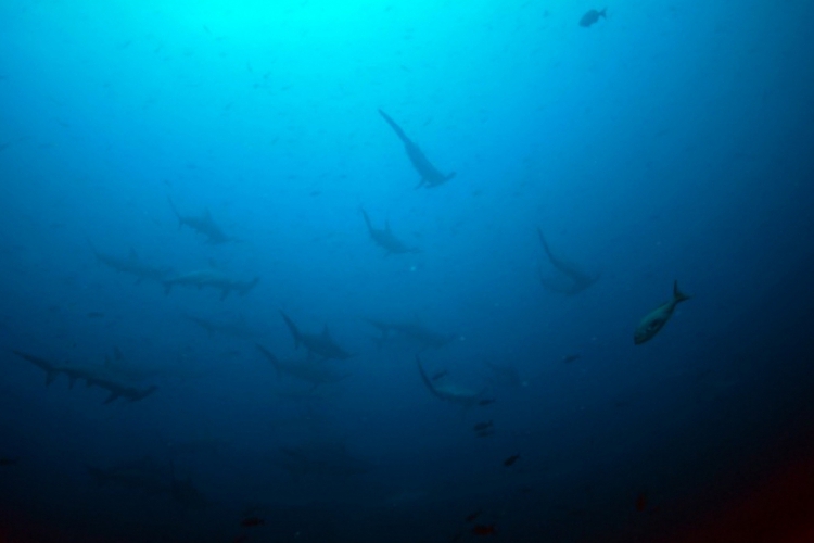 Scalloped hammerhead shark - stado rekinów młotów