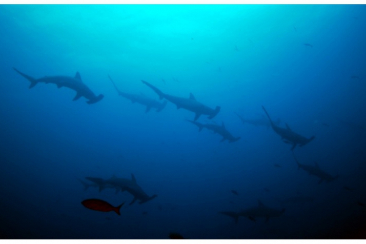 Scalloped hammerhead shark - stado rekinów młotów