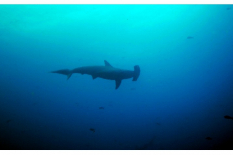 Scalloped hammerhead shark - rekin młot