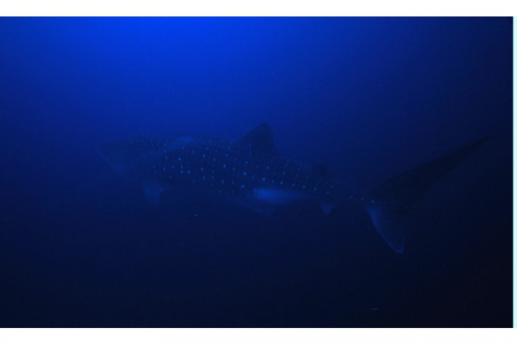 Whale shark - rekin wielorybi