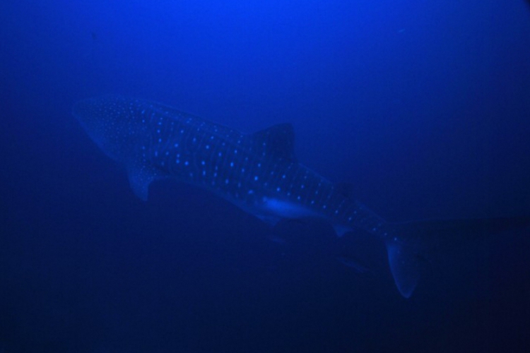 Whale shark - rekin wielorybi