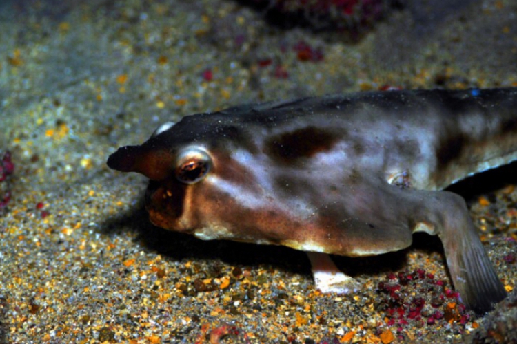 Red-lipped batfish- ryba-nietoperz