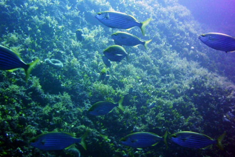 Gozo - sarpa salpa