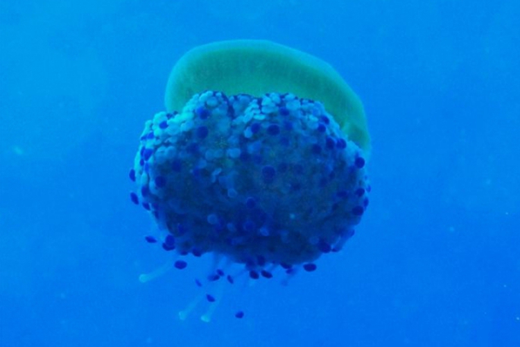 Meduza