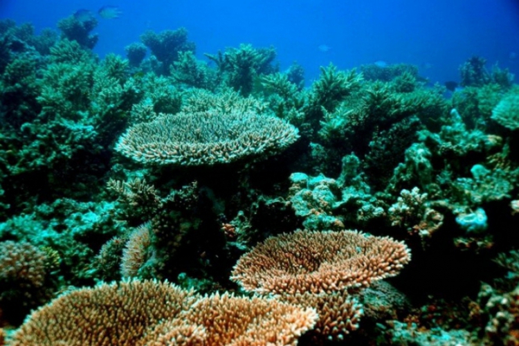 Korale-parasole