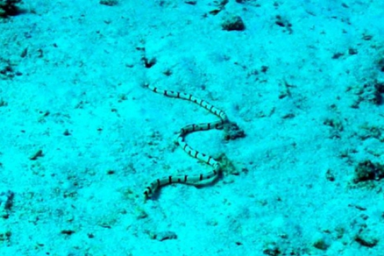Wąż morski spokojnie leży na dnie.