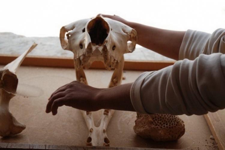 Jeden z Arabów demonstruje nam czaszkę wielbłąda