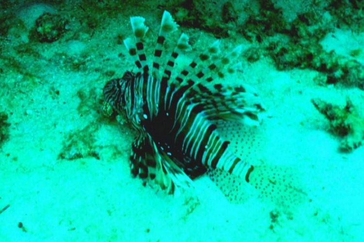 Skrzydlica (Pterois volitanas)