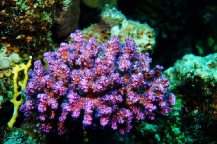 KOralowiec sześciopromienny