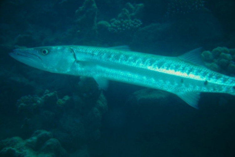 Spora, 1,5 metrowa Barracuda