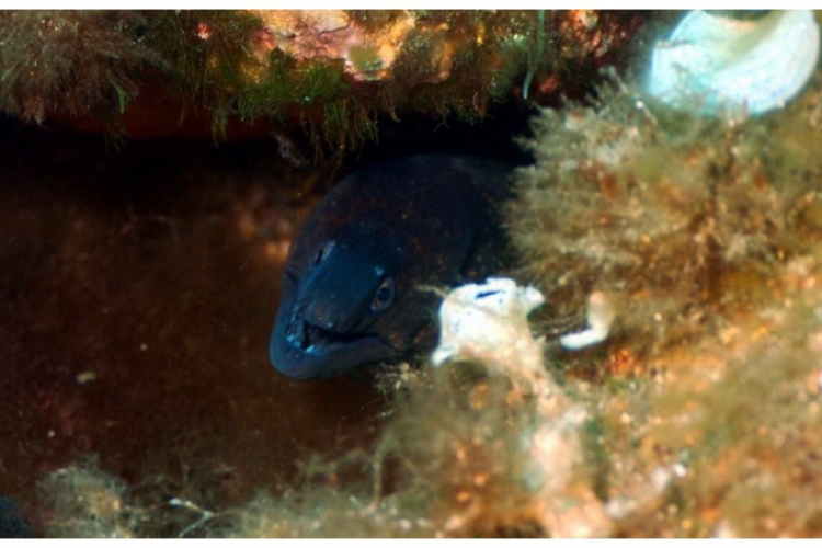 Murena