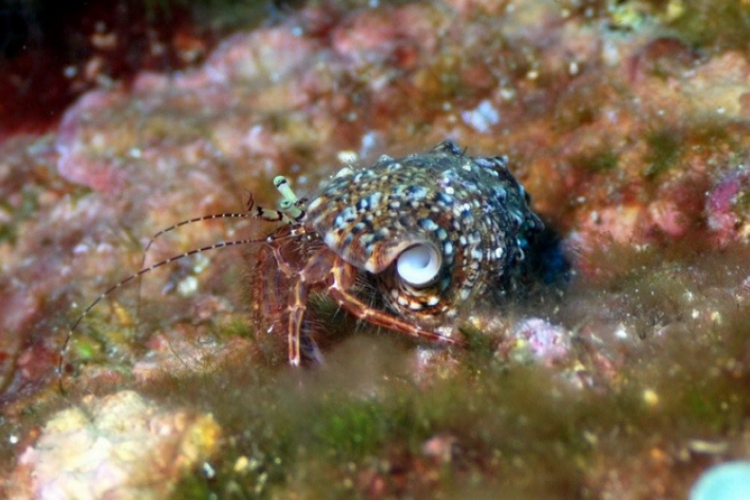 Krab w drodze